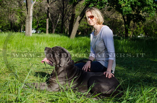 Mastino-Napoletano con collare decorativo