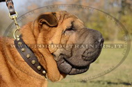 Collare decorativo con borchie a piramide per Shar Pei Collare decorativo con borchie a piramide per Shar Pei