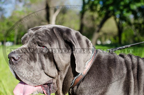 Mastino-Napoletano con collare decorativo