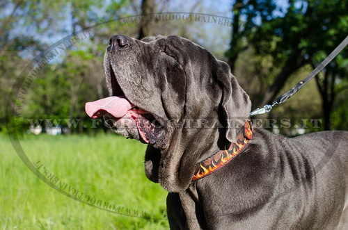 Mastino Napoletano con collare decorativo