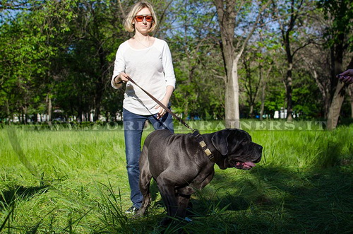 Mastino Napolitano con collare con design esclusivo