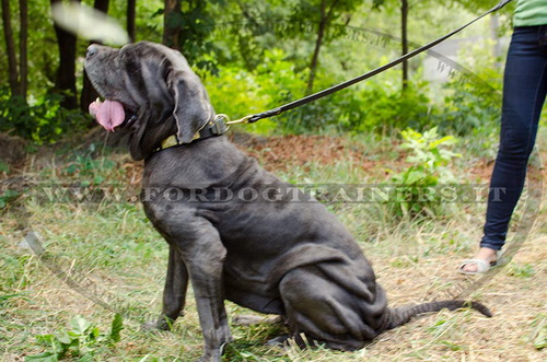 Mastino Napolitano con collare esclusivo