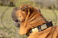 Collare eclusivo in pelle per Shar Pei Collare eclusivo in pelle per Shar Pei