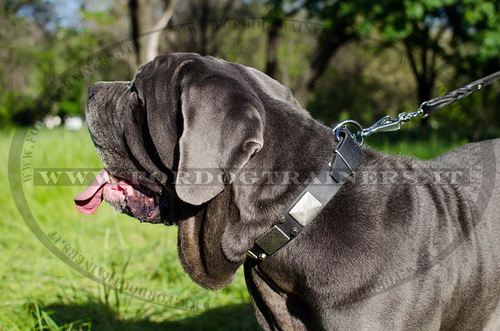 Mastino Napolitano con collare con design esclusivo