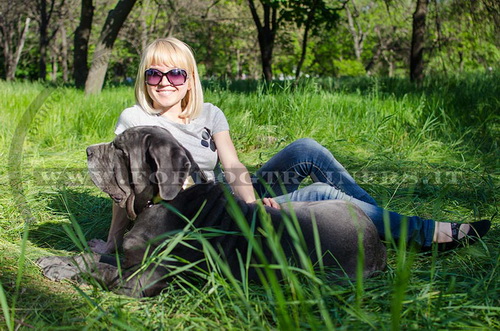 Mastino Napolitano con collare decorativo