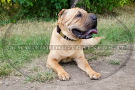 Collare decorativo per Shar Pei Collare decorativo per Shar Pei