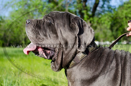 Mastino Napolitano con collare con design esclusivo