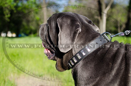 Mastino Napolitano con collare esclusivo