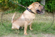 Collare in cuoio con piastre di ottone per Shar Pei Collare in cuoio con piastre di ottone per Shar Pei