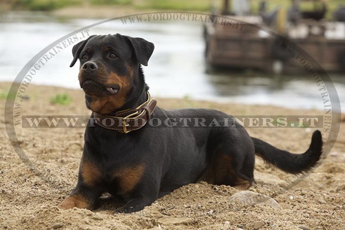 Rottweiler con collare di pelle