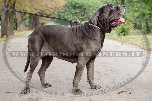 Mastino Napoletano con collare di cuoio