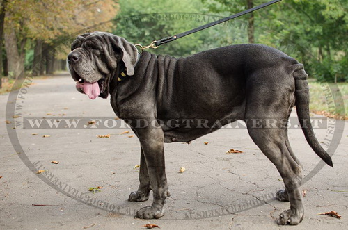 Collare i pelle naturale per Mastino Napoletano