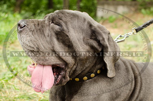 Mastino Napolitano con collare con design esclusivo