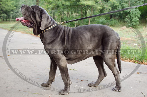 Mastino Napolitano con collare decorativo