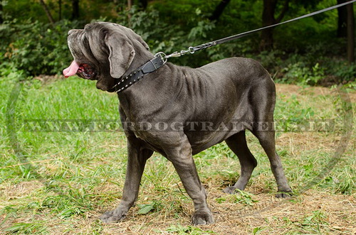 Mastino Napolitano con collare di cuoio