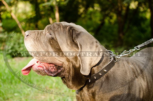 Mastino Napolitano con collare di cuoio