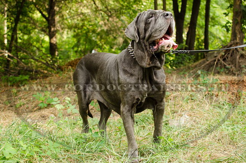 Mastino Napolitano con collare decorativo