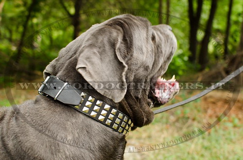 Mastino Napolitano con collare decorativo