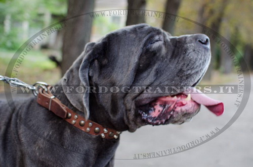 Mastino Napolitano con collare decorativo