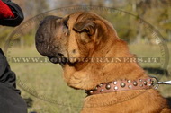 Collare esclusivo con borchie decorative per Shar Pei Collare esclusivo con borchie decorative per Shar Pei