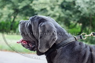 Collare a strozzo con intrecciamento per Mastino Napoletano Collare a strozzo con intrecciamento per Mastino Napoletano