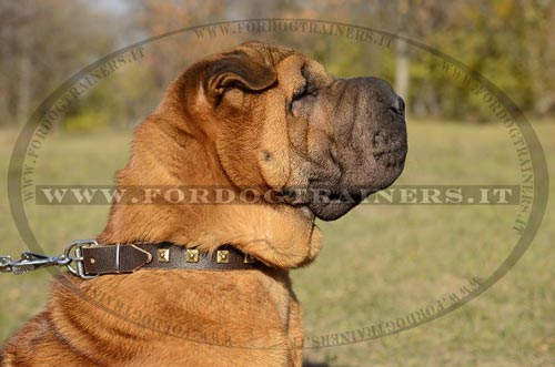 Shar Pei con collare decorativo