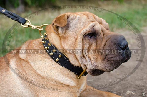 Shar Pei con collare di cuoio