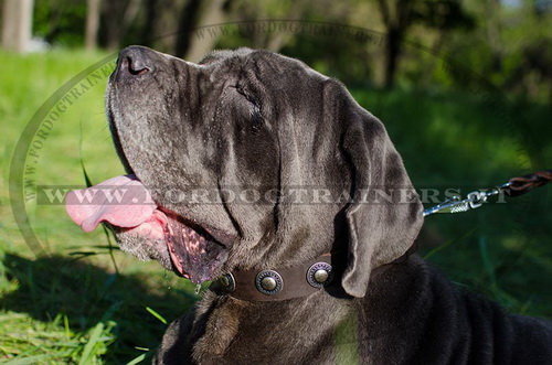 Mastino Napolitano con collare di pelle naturale