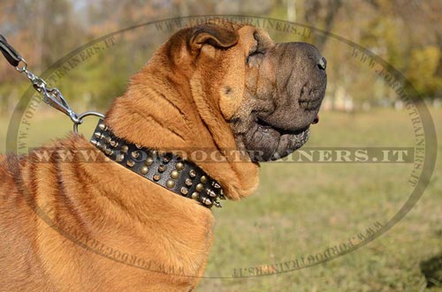 Shar Pei con collare decorativo