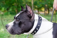 Collare con borchie a punta per Amstaff Collare con borchie a punta per Amstaff