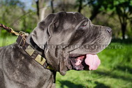 Collare in pelle con punte nichelate per Mastino Napolitano Collare in pelle con punte nichelate per Mastino Napolitano