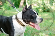 Collare con piramidi in ottone per American Staffordshir Terrier Collare con piramidi in ottone per American Staffordshir Terrier