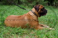 Collare in pelle con borchie rotonde per Bullmastiff Collare in pelle con borchie rotonde per Bullmastiff