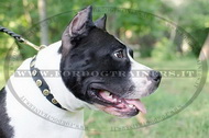 Collare in pelle con borchie rotonde per Amstaff Collare in pelle con borchie rotonde per Amstaff
