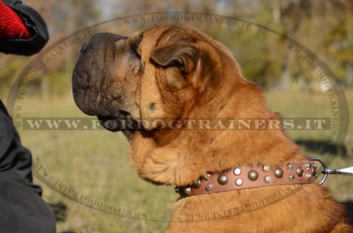 Shar Pei con collare decorativo