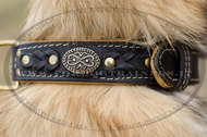 Collare originale per Tervueren Collare originale per Tervueren