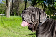 Collare classico di cuoio per Mastino Napoletano Collare classico di cuoio per Mastino Napoletano