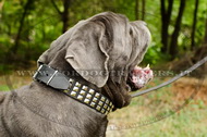 Collare con borchie a piramidi per Mastino Napoletano Collare con borchie a piramidi per Mastino Napoletano