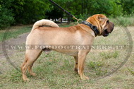Collare originale per Shar Pei Collare originale per Shar Pei