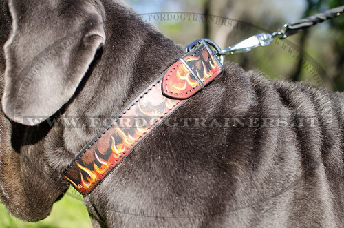 Mastino Napoletano con collare decorativo