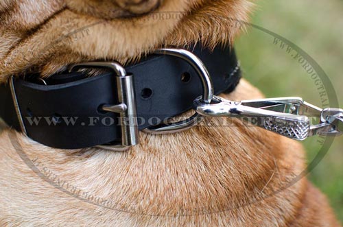 Shar Pei con collare decorativo