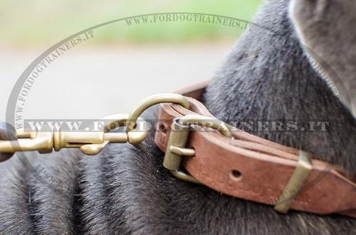 Mastino Napolitano con collare decorativo