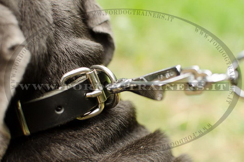 Mastino Napolitano con collare esclusivo