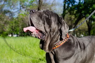Collare decorativo con disegno di fuoco per Mastino Napoletano Collare decorativo con disegno di fuoco per Mastino Napoletano