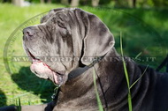 Collare con piastra d'identificazione per Mastino Napoletano Collare con piastra d'identificazione per Mastino Napoletano