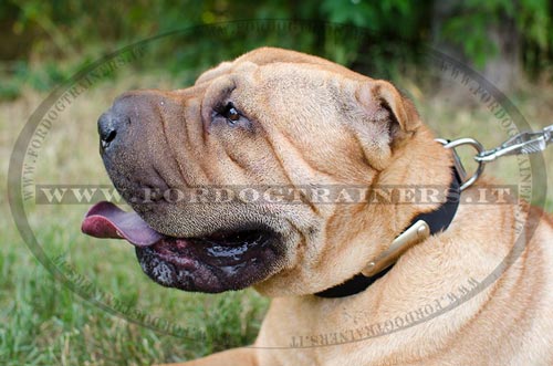 Shar Pei con collare di cuoio