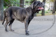 Collare con intrecciamento decorativo per Mastino Napoletano Collare con intrecciamento decorativo per Mastino Napoletano