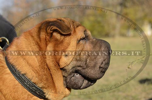 Shar Pei con collare decorativo