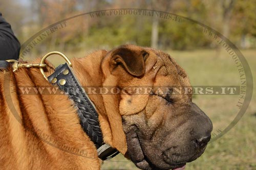 Shar Pei con collare decorativo