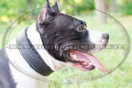 Collare classico di pelle per Amstaff Collare classico di pelle per Amstaff